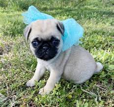 If you are unable to find your pug puppy in our puppy for sale or dog for sale sections, please consider looking thru thousands of pug dogs for adoption. Pug Puppies For Sale Near Me Cheap Usa Canada Au Eu