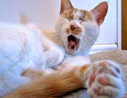 Why Do Cat S Yawn