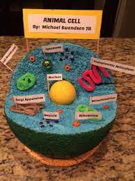 Upload, livestream, and create your own videos, all in hd. Animal Cell Model Cells Project Animal Cell Plant Cell Project