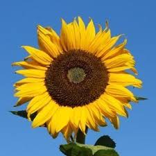 This giant sunflower has bright gold flowers that can grow easily to 10. Sunflower Giant Russian Koanga Gardens