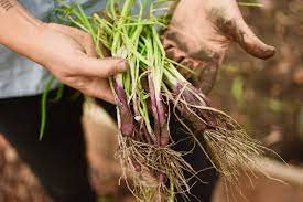How To Start An Urban Farm - The Permaculture Research Institute