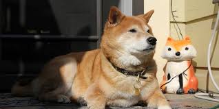 The only official twitter account for the shiba ecosystem $shib $leash $bone #shibarmy i am so excited to announce that we are throwing a virtual shiba inu party in 2 weeks featuring an i really like the way shiba connects us all around the globe. Elon Musk S Tweet About A Shiba Inu Sends The Dogecoin Spinoff Token Surging 16 Currency News Financial And Business News Markets Insider