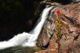 Image result for Cyrtanthus rhodesianus