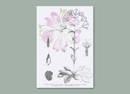 Image result for Glyphaea tomentosa