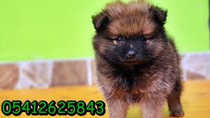 Pomeryan Ilanlari Boo Dog Pomeranian Yavrusu Kopek