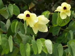 Image result for Fadogia tomentosa