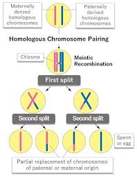 Humans have 46 chromosomes in 23 pairs. Eurekalert Science News Releases