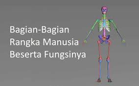 We did not find results for: Bagian Dan Fungsi Rangka Manusia Disertai Gambar Kependidikan Com