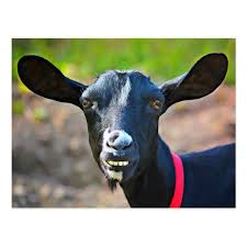 Funny Goat Smiling Laughing Farm Animals Photo Postcard Goat Gift Idea Goats Funny Animal Photo Farm Animals