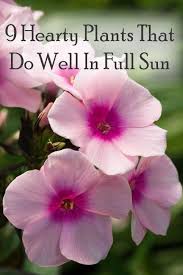 9 Beautiful Plants That Do Well With Full Sun Perennials Full Sun Perennials Plants Sun Perennials