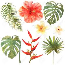 We did not find results for: Floral Set Collection With Tropical Leaves And Flowers Drawing Stock Photo Picture And Royalty Free Image Image 72867938