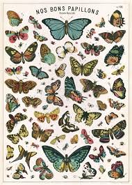 Cavallini Butterfly Chart Decorative Wrap