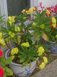 Image result for Euphorbia lissosperma