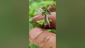 Image result for Ocimum filamentosum