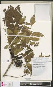 Image result for Rourea thomsonii