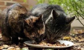 Terpaksa setiap makan aku mix dengan home cat. 3 Manfaat Kuning Telur Untuk Makanan Kucing Peliharaan Pintarpet