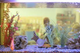 Also, a fish tank was placed in the kitchen, providing first class passengers… jennifer comes home from a party and, deciding she's had enough of her heart monitor, dumps it in a fish tank. How Do I Set Up A Fish Aquarium Petbarn