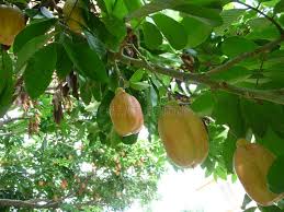 Image result for Blighia