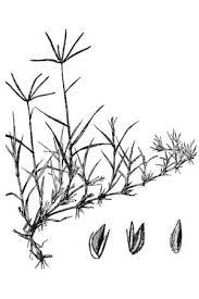 Bermudagrass can be identified by its coarse texture and aggressive above ground roots known as stolons. Bermuda Grass Wire Grass Lawn Weed Identification Control