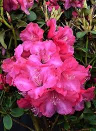 Rhododendron Gartendirektor Glocker Rhododendrons Hybrids Species Rhododendron Flowers Bloom