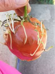 We did not find results for: Have You Ever Seen Tomato Seeds Sprouting Inside The Tomato And The Sprouts Breaking Through The Skin Tomato Seeds Sprouts Vegetables