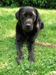 Black And Tan Golden Retriever Labrador Cross Labrador Cross Staffy Wanting A Labradoridealweight Labradoroutfits Labradorrescuepuppies Labrador Retriever Retriever Puppy Black Labrador