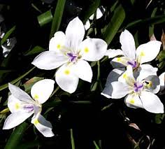Image result for Dietes