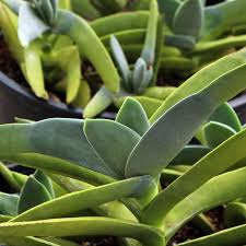 Image result for Crassula perfoliata