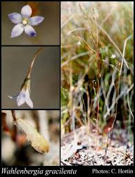 Image result for Wahlenbergia perrottetii