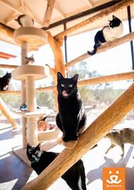 Cat World At Best Friends Animal Sanctuary Kanab Utah Pet Holiday Animal Society Animals