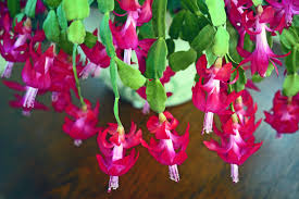 Christmas Cactus Christmas Cactus Care Guide How To Rebloom