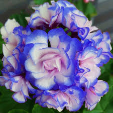 A favorite of queen victoria, pelargonium 'appleblossom rosebud' (zonal geranium) is a bushy, evergreen, tender perennial with striking rounded clusters. Egrow Egrow 50pcs Bag Geranium Seeds Appleblossom Rosebud Pelargonium Perennial Garden Flower Seeds Newchic