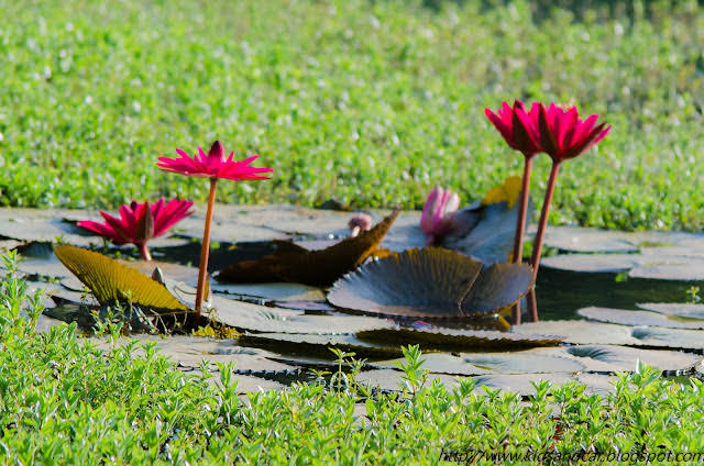 Sanjay Gandhi National Park- Borivali - desi Traveler