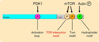 Home templates binders, dividers & tabs 11192. Mtorc2 Controls The Activity Of Pkc And Akt By Phosphorylating A Conserved Tor Interaction Motif Science Signaling