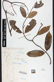 Image result for Ancylobothrys amoena