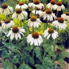 Echinacea Seeds White Swan Coneflower Flower Seed Flower Seeds Perennials Echinacea