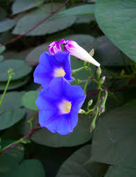 Image result for Ipomoea parasitica