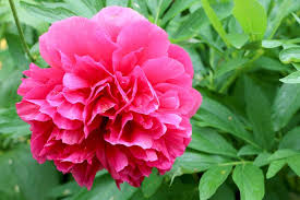 Auch hier gilt deshalb, auf passende sorten achten! Strauchpfingstrosen Paeonia Suffruticosa Richtig Pflegen Und Schneiden