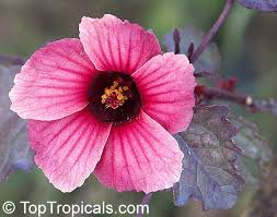 Image result for Hibiscus rhabdotospermus
