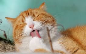 Cat toysmost cat owners love to watch their cat play with the various toys they bought them. How Often Should I Bathe My Cat Love And Kisses Pet Sitting Nc