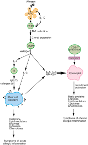 The pathophysiology of allergic rhinoconjunctivitis. The Role Of Allergy In The Development Of Asthma Nature
