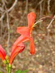 Image result for Tecoma capensis
