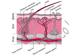 Continue with more related things such frog muscles labeled, skin structure diagram unlabeled and human cell structure. Draw And Label A Mammalian Skin