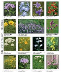 My q&a on native perennials with travis beck. Photo Gallery Missouri Wildflowers Nursery In Missouri Flower Garden Plans Native Plant Gardening Pollinator Garden