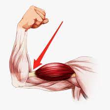 Arm muscles anatomy coloring pages sketch coloring page. Elbow Clipart Flexed Arm Bent Arm Muscles Hd Png Download Transparent Png Image Pngitem