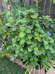 Image result for Barleria sp. D (near holubii)