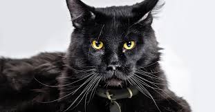 How to take care of them properly. What Are The Types Of Black Cat Breeds Petfinder