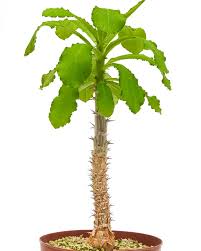 Image result for Monadenium hirsutum