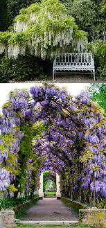 20 Favorite Flowering Vines And Climbing Plants Beautiful Gardens Dream Garden Flowering Vines