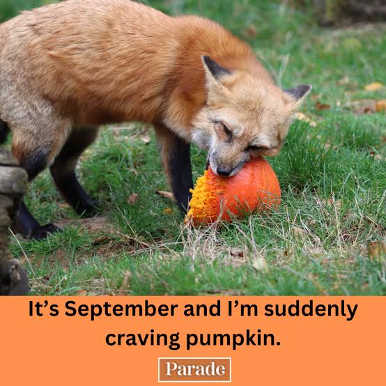 45 Funny September Memes as We Make the Transition From Summer to Fall
